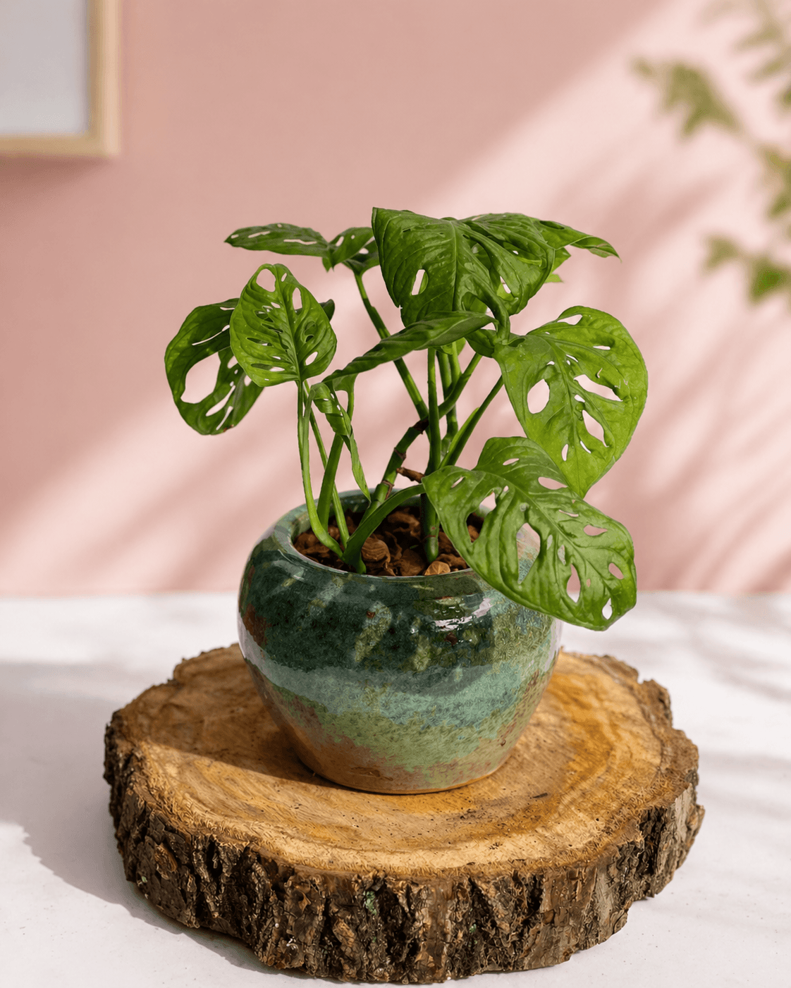 Monsteras Variegadas con Excelente Genética + 🎁 Sustrato de REGALO