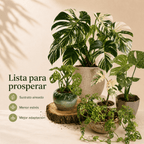 Monsteras Variegadas con Excelente Genética + 🎁 Sustrato de REGALO