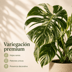 Monsteras Variegadas con Excelente Genética + 🎁 Sustrato de REGALO