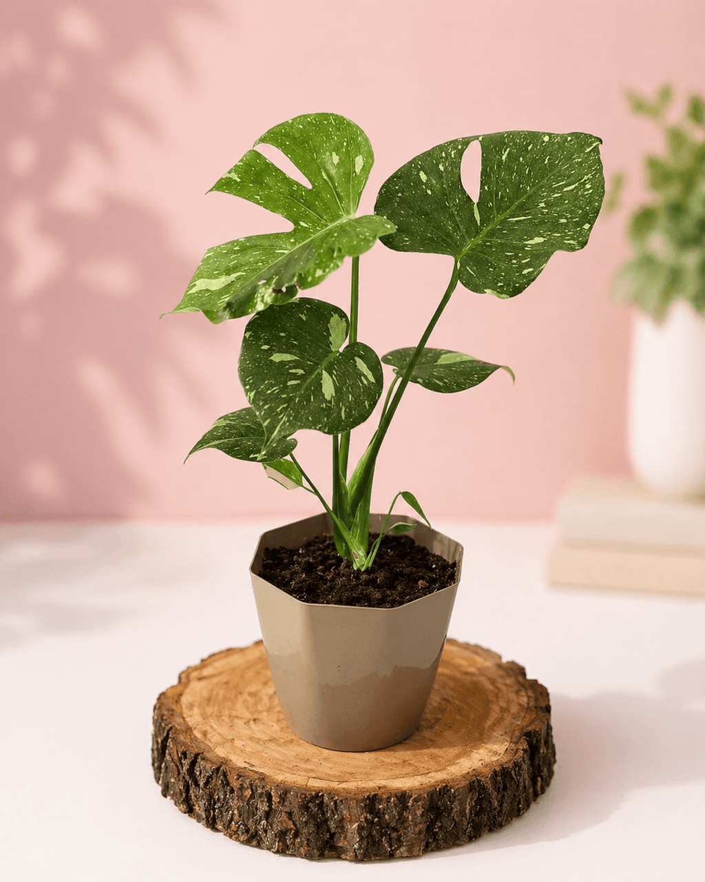 Monsteras Variegadas con Excelente Genética + 🎁 Sustrato de REGALO