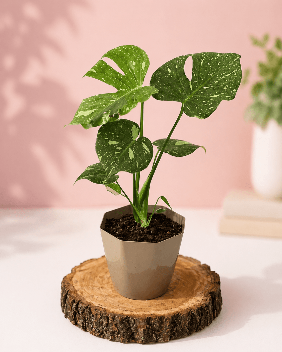 Monsteras Variegadas con Excelente Genética + 🎁 Sustrato de REGALO