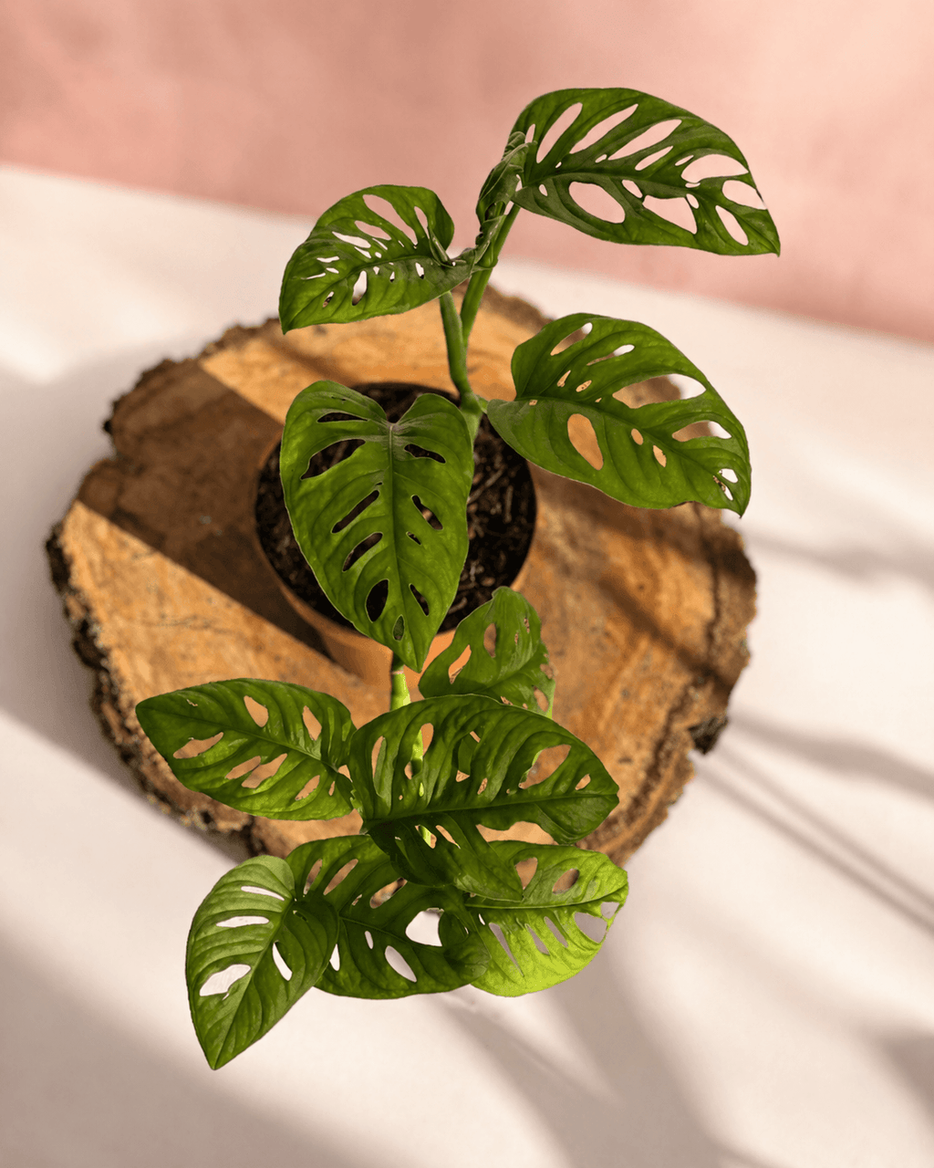 Monsteras Variegadas con Excelente Genética + 🎁 Sustrato de REGALO