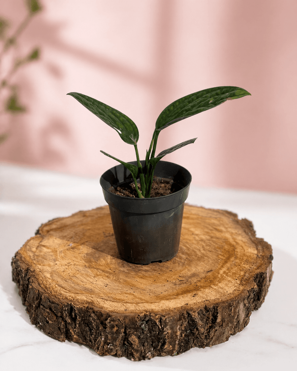 Monsteras Variegadas con Excelente Genética + 🎁 Sustrato de REGALO