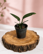 Monsteras Variegadas con Excelente Genética + 🎁 Sustrato de REGALO