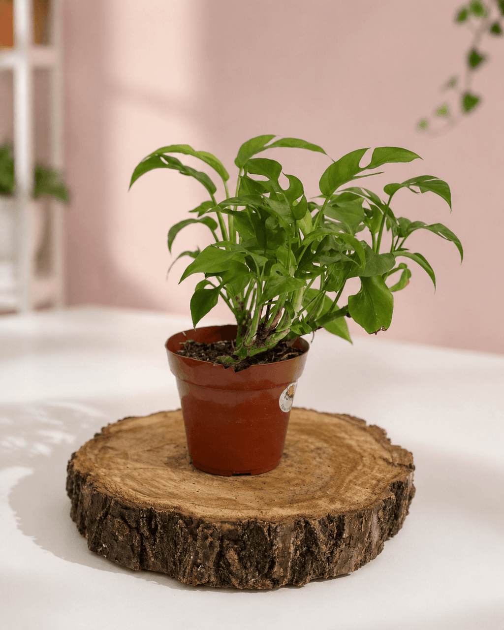 Monsteras Variegadas con Excelente Genética + 🎁 Sustrato de REGALO