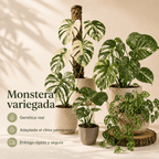 Monsteras Variegadas con Excelente Genética + 🎁 Sustrato de REGALO