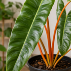 Philodendron Billietiae