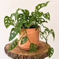 Monstera Adansonii