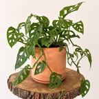 Monstera Adansonii