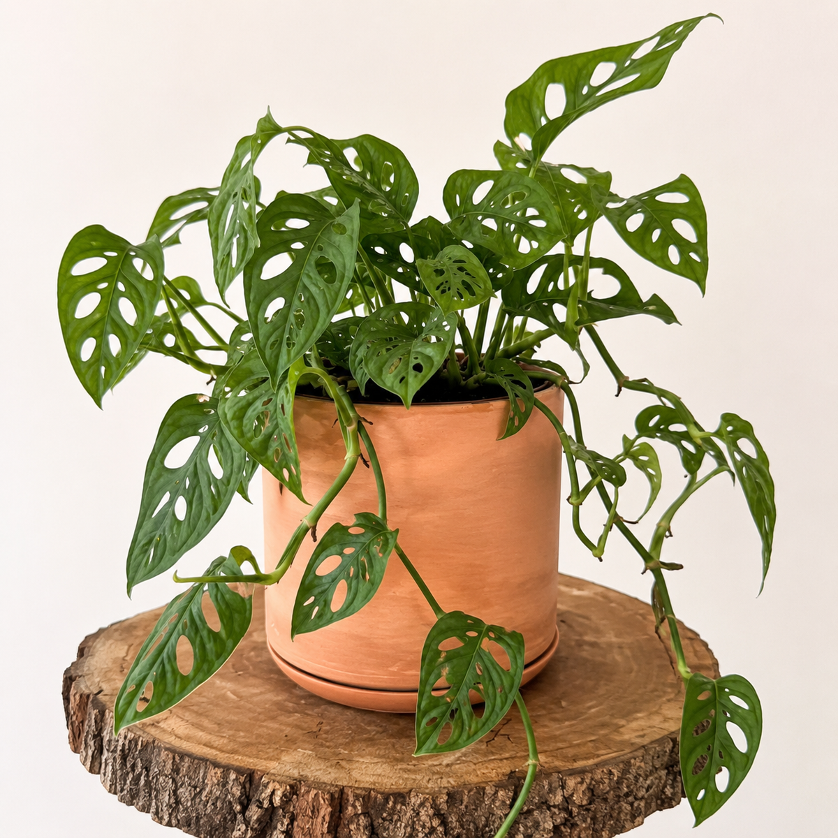Monstera Adansonii