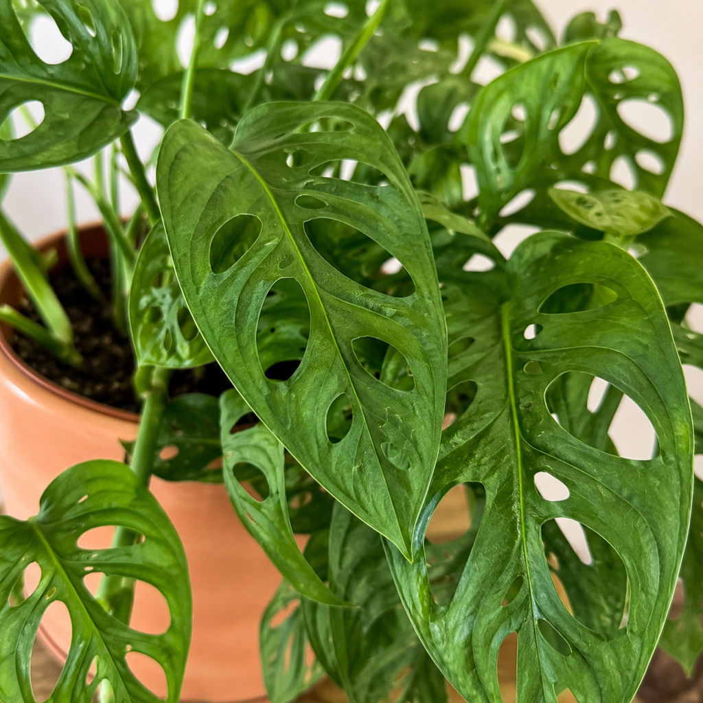 Monstera Adansonii