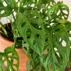 Monstera Adansonii