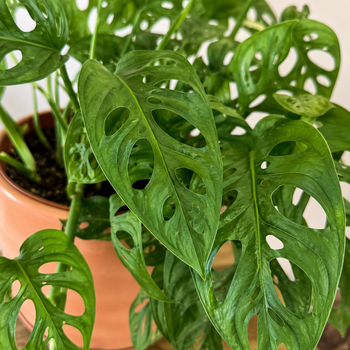 Monstera Adansonii