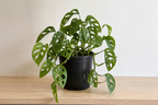 Monstera Adansonii
