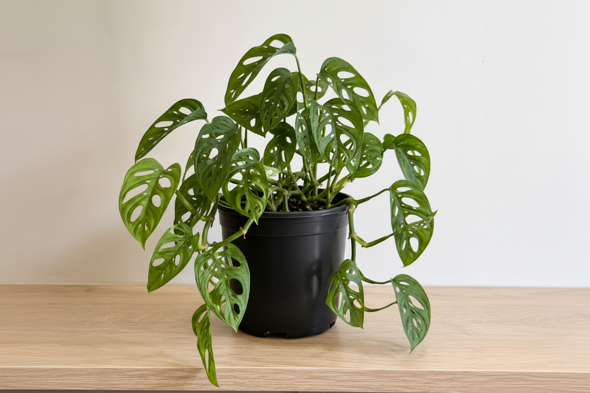 Monstera Adansonii