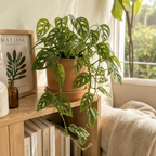 Monstera Adansonii