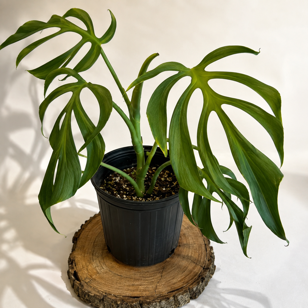 Monstera Burle Marx Flame