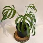 Monstera Burle Marx Flame