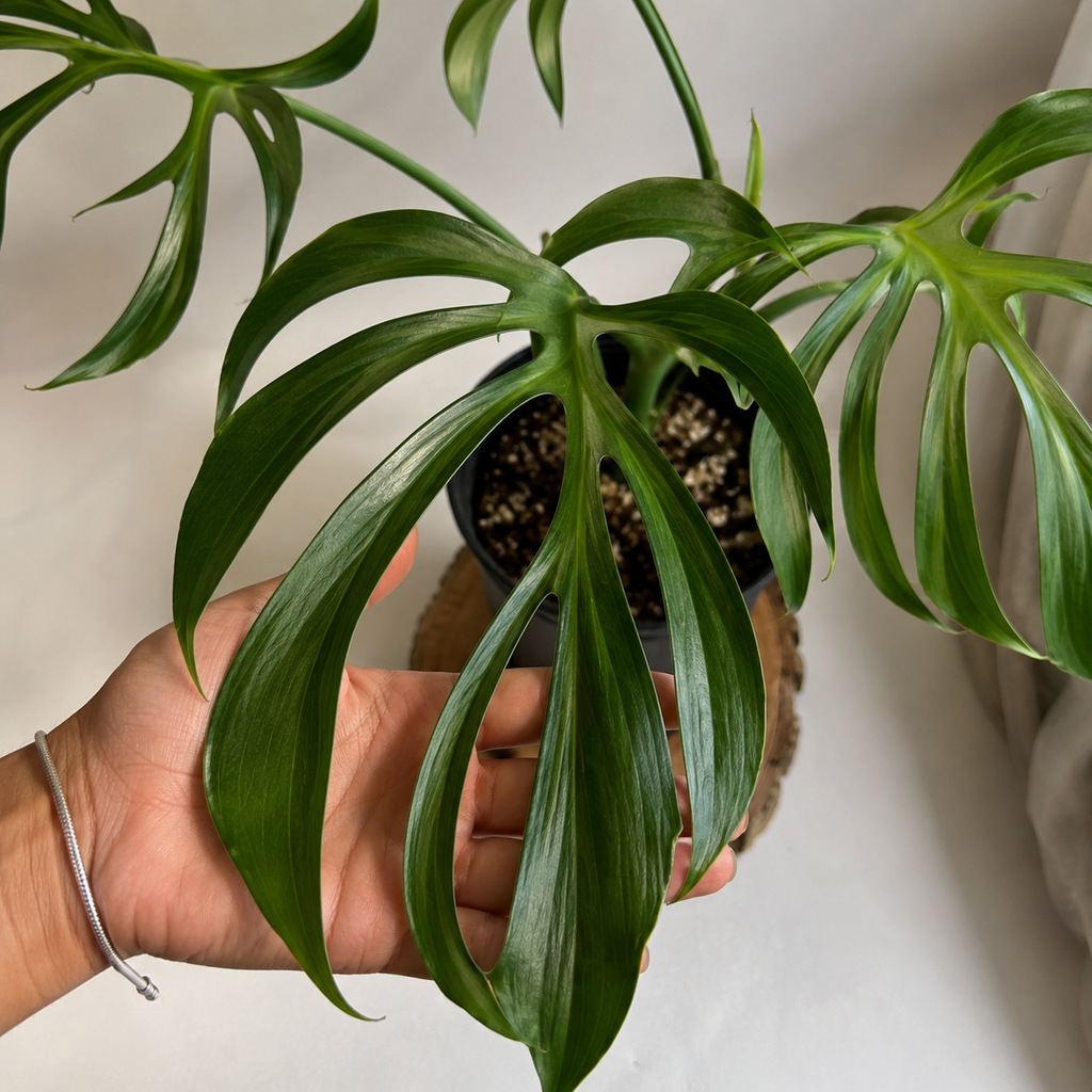 Monstera Burle Marx Flame