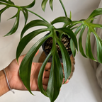 Monstera Burle Marx Flame