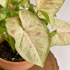 Syngonium Milk Confetti