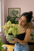 Syngonium Milk Confetti
