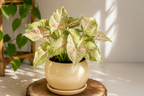 Syngonium Milk Confetti