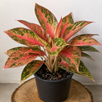 Aglaonema Siam Diamond
