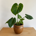 Philodendron Gloriosum