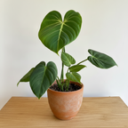 Philodendron Gloriosum