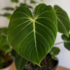 Philodendron Gloriosum