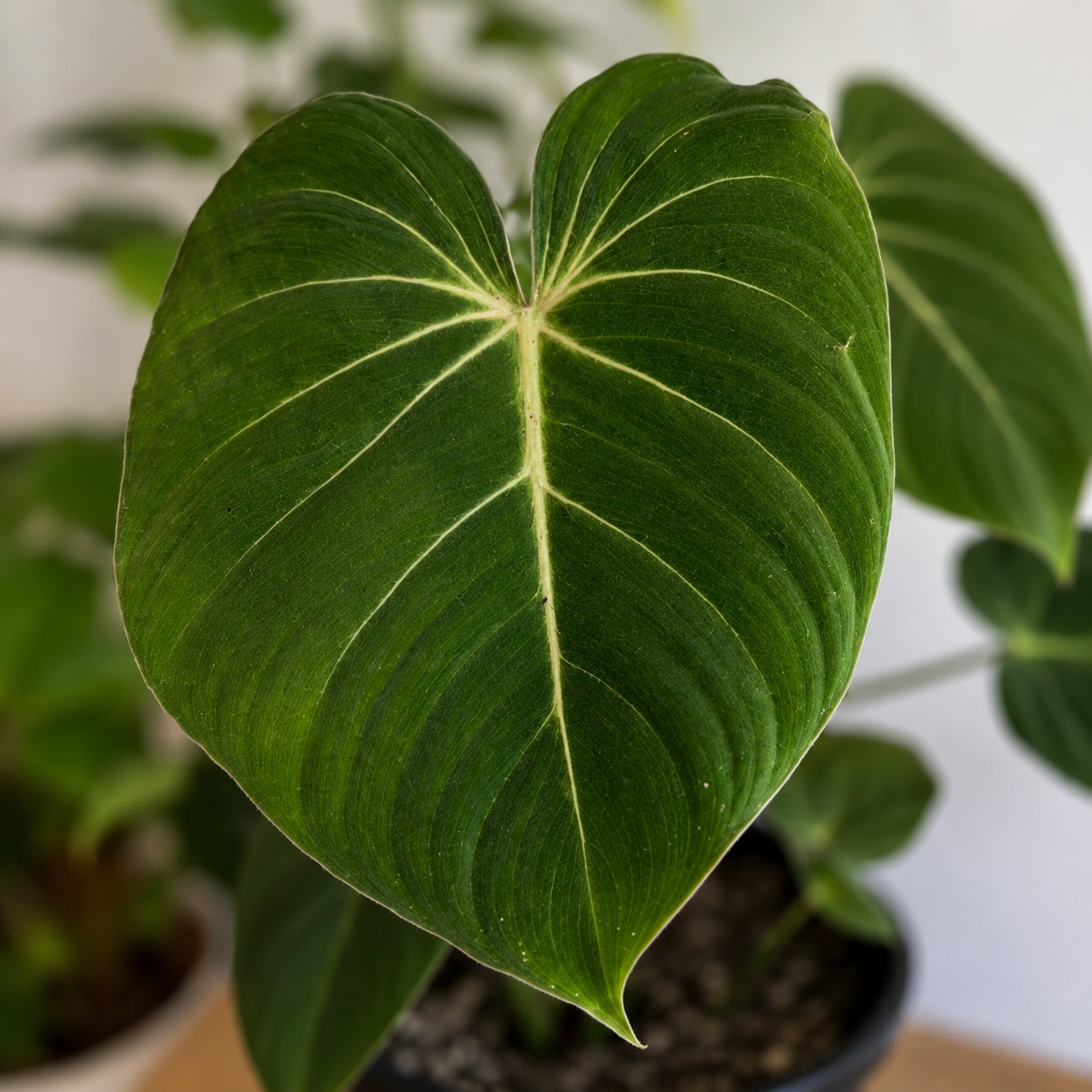 Philodendron Gloriosum