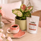 Combo regalo para mamá 🌸: Planta Exótica + Taza y Platito Artesanal + Café Antillas