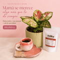 Combo regalo para mamá 🌸: Planta Exótica + Taza y Platito Artesanal + Café Antillas