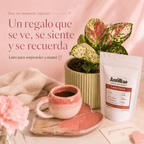 Combo regalo para mamá 🌸: Planta Exótica + Taza y Platito Artesanal + Café Antillas