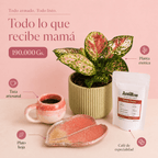 Combo regalo para mamá 🌸: Planta Exótica + Taza y Platito Artesanal + Café Antillas