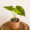 Alocasia Odora Áurea