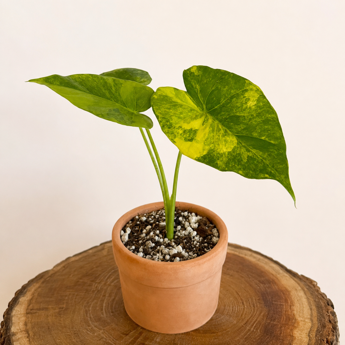 Alocasia Odora Áurea