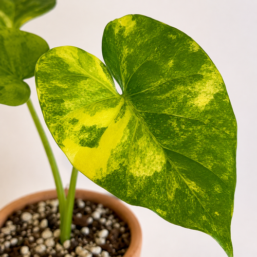 Alocasia Odora Áurea