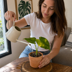 Alocasia Odora Áurea