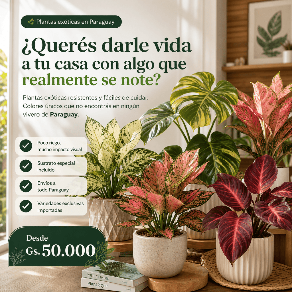 Plantas Exóticas para Decoración o Regalos