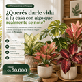 Plantas Exóticas para Decoración o Regalos