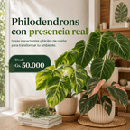 Plantas Exóticas para Decoración o Regalos