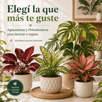 Plantas Exóticas para Decoración o Regalos