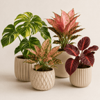 Plantas Exóticas para Decoración o Regalos