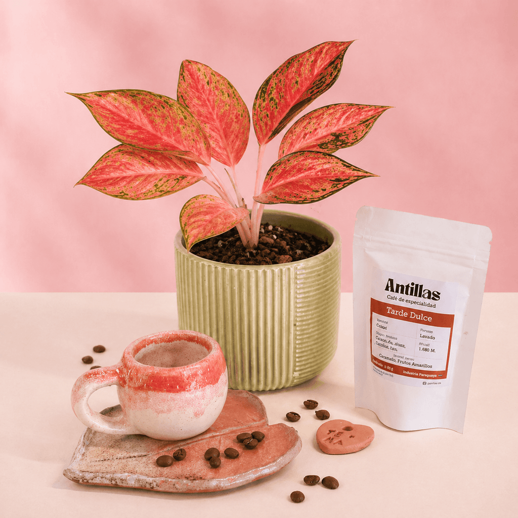Combo regalo para mamá 🌸: Planta Exótica + Taza y Platito Artesanal + Café Antillas