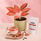 Combo regalo para mamá 🌸: Planta Exótica + Taza y Platito Artesanal + Café Antillas