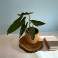 Philodendron Billietiae