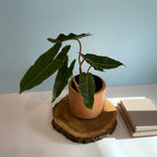 Philodendron Billietiae