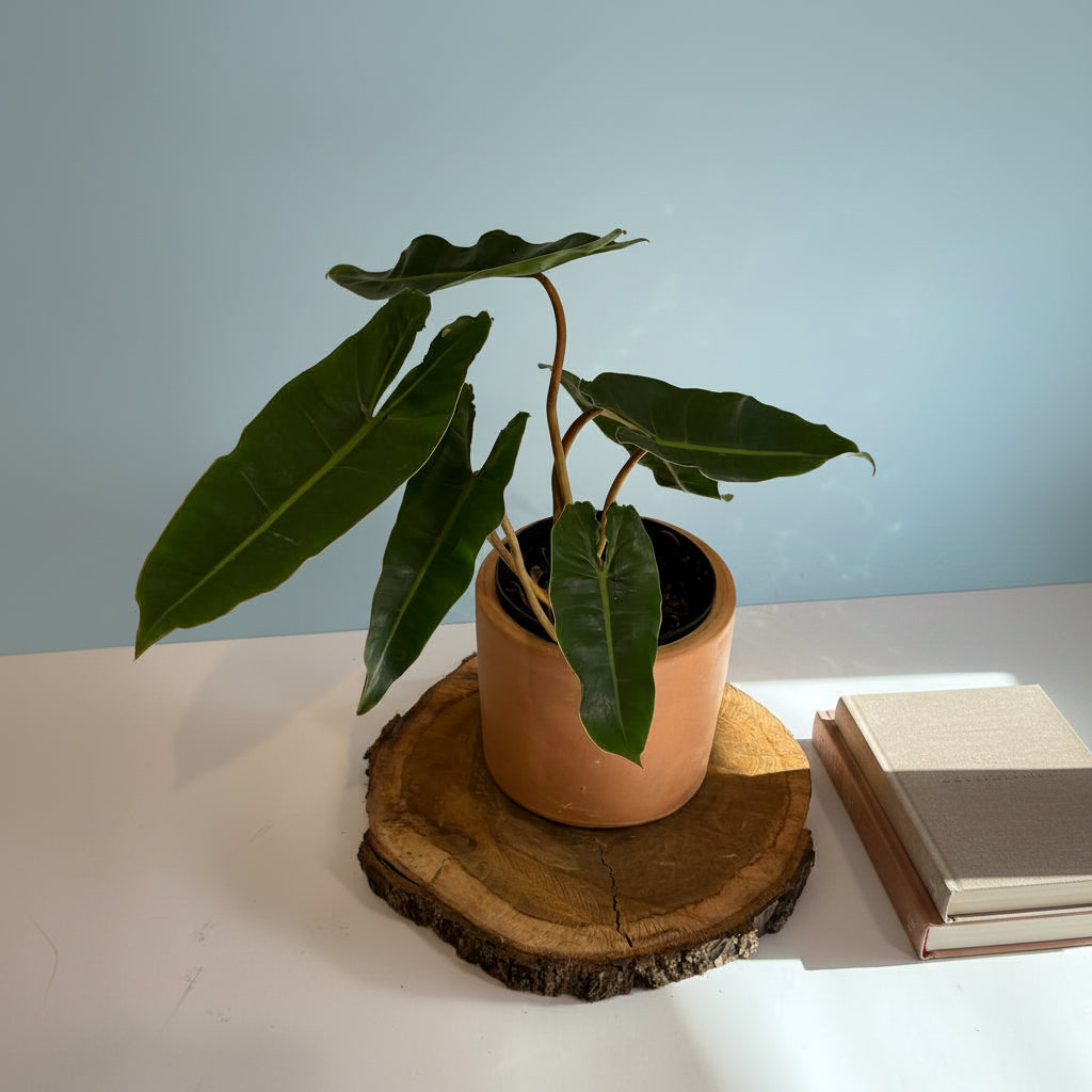 Philodendron Billietiae